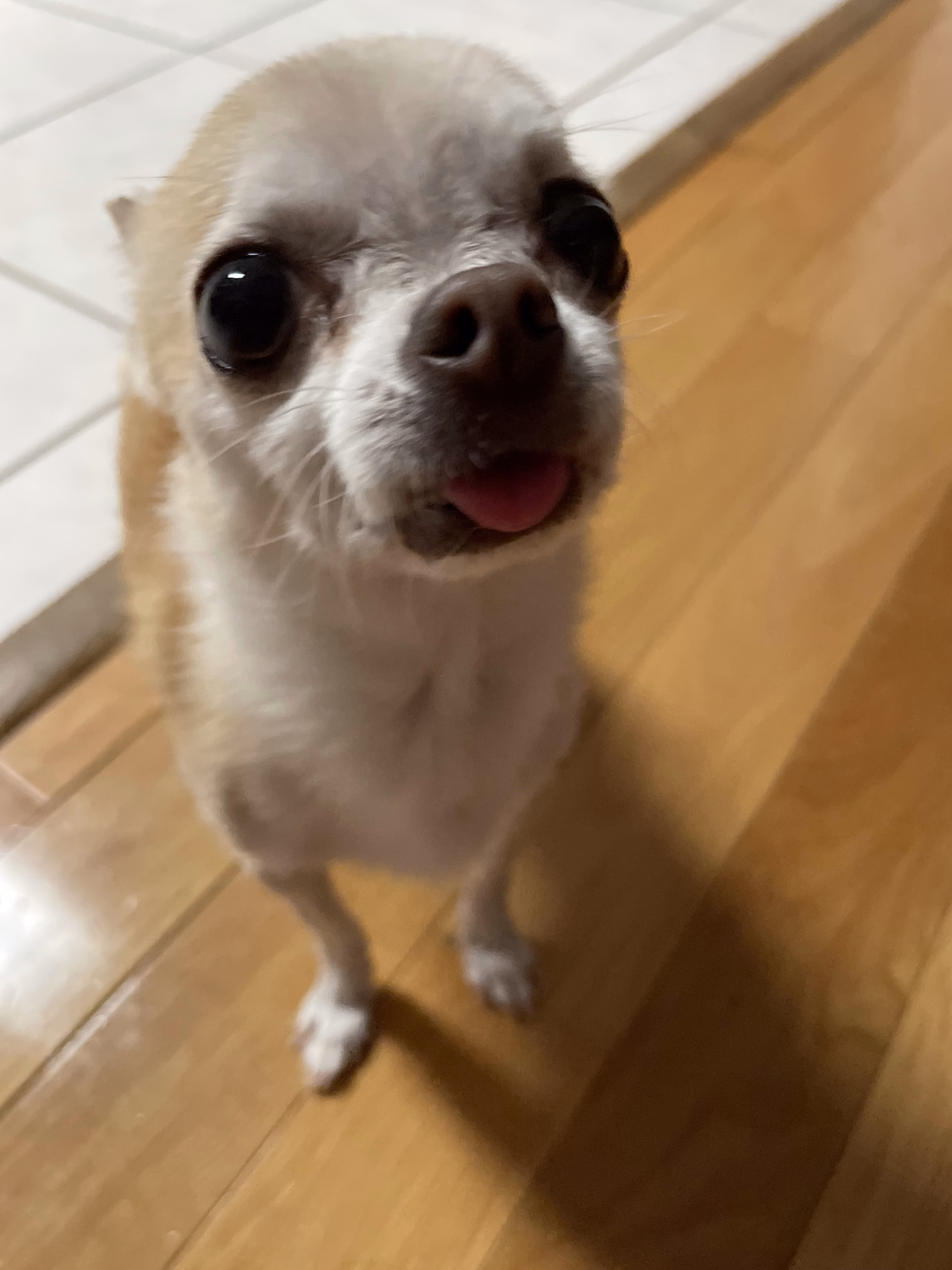 THIS CREATURE IS BIPEDAL (TWO LEGGED)