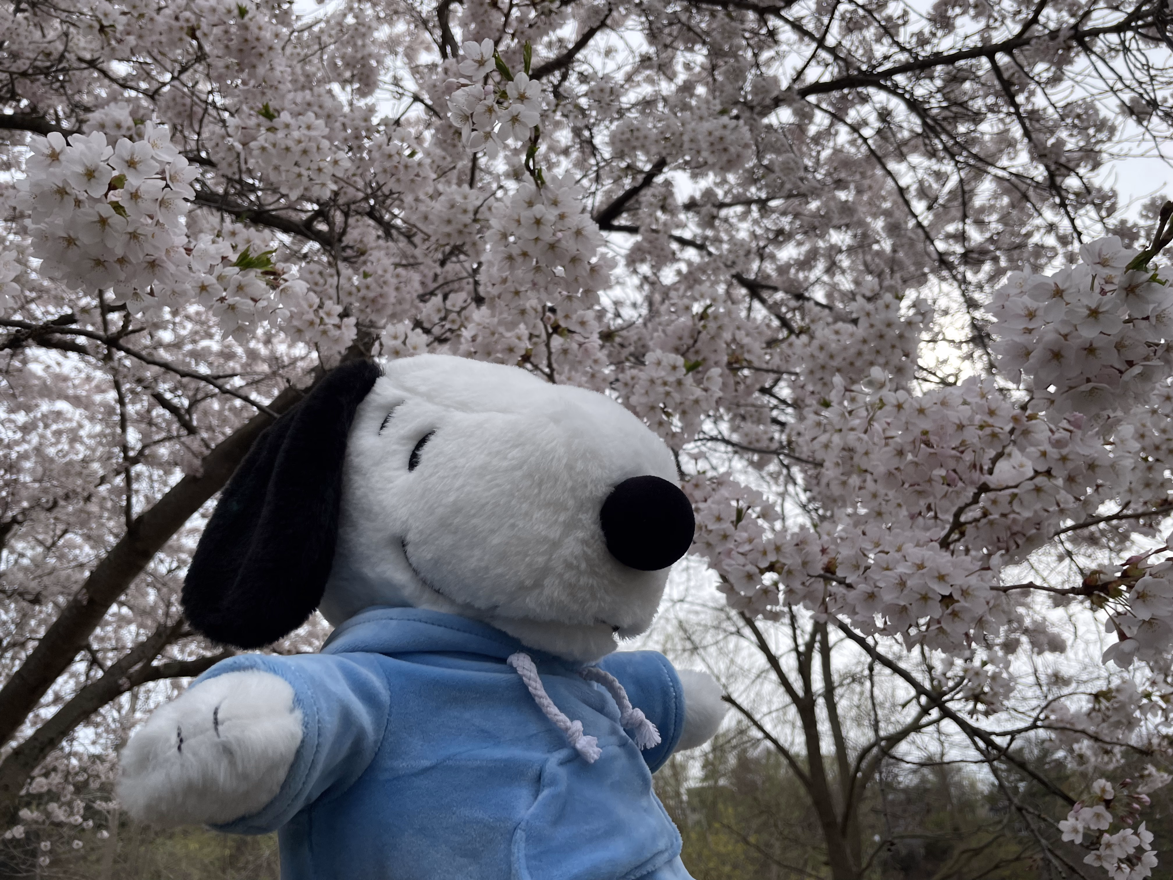 Snoopy goes to the Park